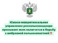 Южное межрегиональное управление Россельхознадзора призывает всех включится в борьбу с амброзией полыннолистной